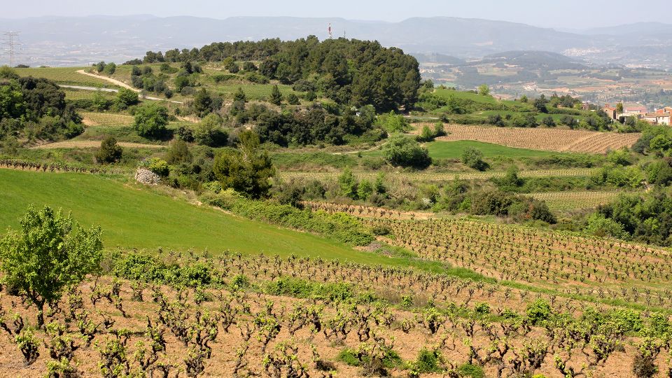 Paris: Two Reims Champagne Vineyards with Tastings and Lunch - Is $712 per person a fair price?