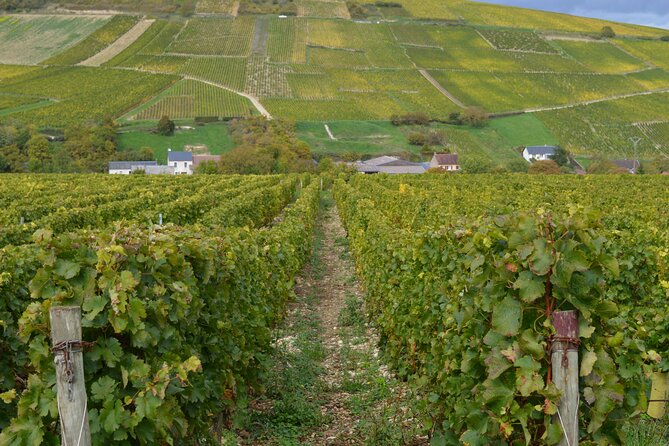 Paris Wine Day Tours exclusive wine tour in the Sancerre area - Pouilly-sur-Loire and Crottin de Chavignol: cheese first, then wine