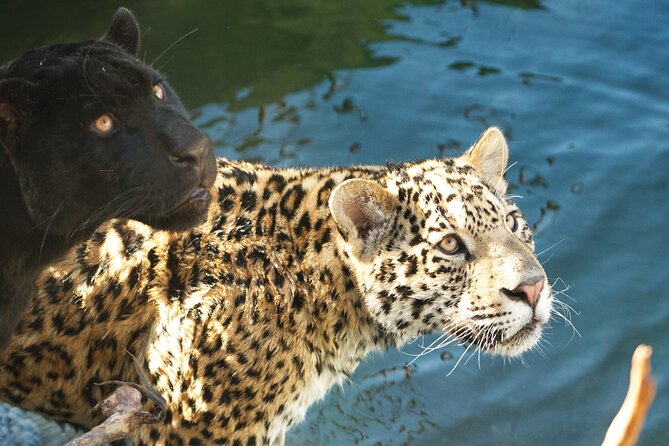 Parrot World Immersive Wildlife Park Entry Ticket next to Paris - Key Highlights Before You Go