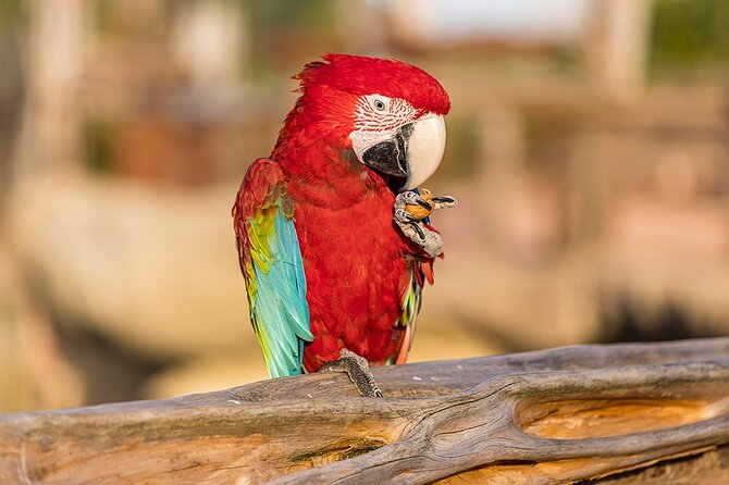 Parrot World Immersive Wildlife Park Entry Ticket next to Paris - Ticket Value: What a $24.20 Entry Really Gives You