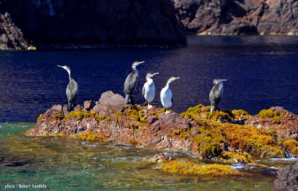 Porto: Half-Day Cruise Scandola Reserve & Calanche de Piana - Why This Half-Day Cruise Feels Like the Right Length