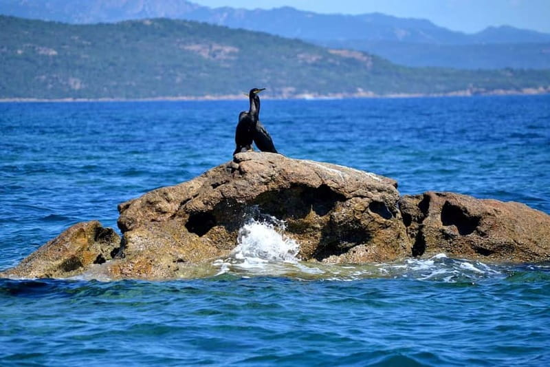Porto-Vecchio : Boat Trip to Lavezzi, Caves & Bonifacio - Price and Value: Is $188 Worth It?