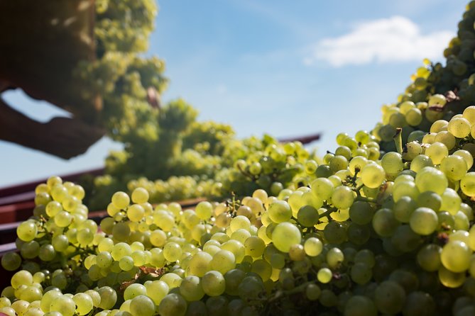 Private excursion to Côte de Beaune and Côte de Nuits (full day) - Price and Value: What $907.38 per Person Buys You