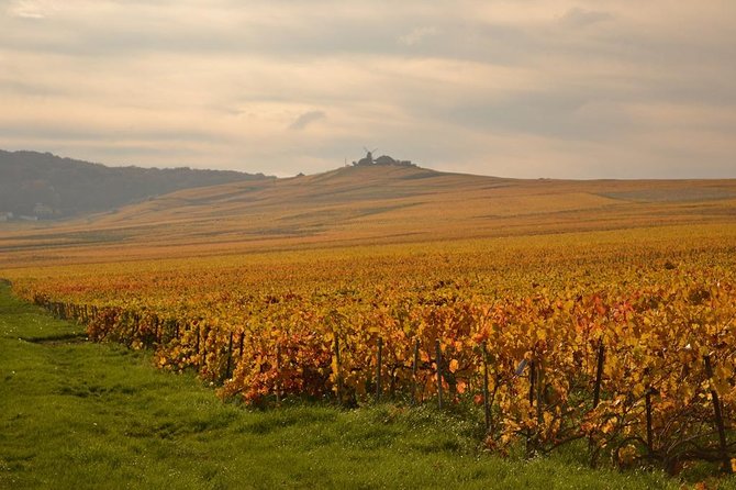 Private Full-Day Tour of Champagne Region - Who will enjoy this Champagne day most