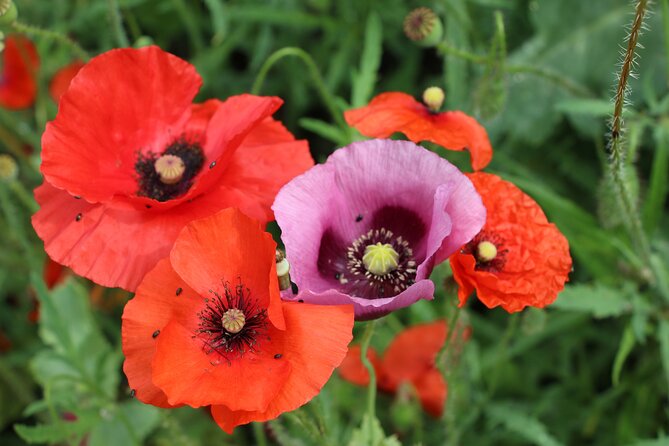 Private Giverny Roundtrip and Entrance Ticket from Paris - What Is Included, and What Is Not