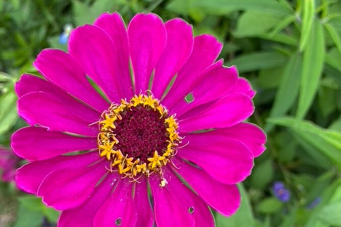 Private Giverny Roundtrip and Entrance Ticket from Paris - Who Will Like This Giverny Visit