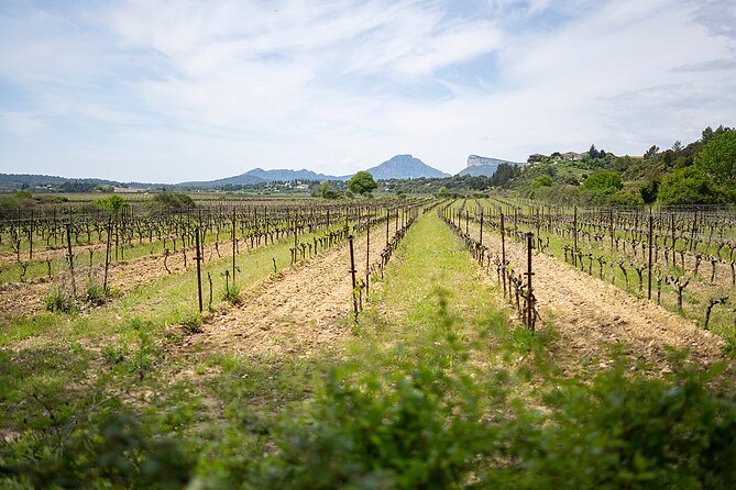 Private Pic Saint Loup Wine and Olive Tour from Montpellier - Combaillaux, where olive oil starts the day