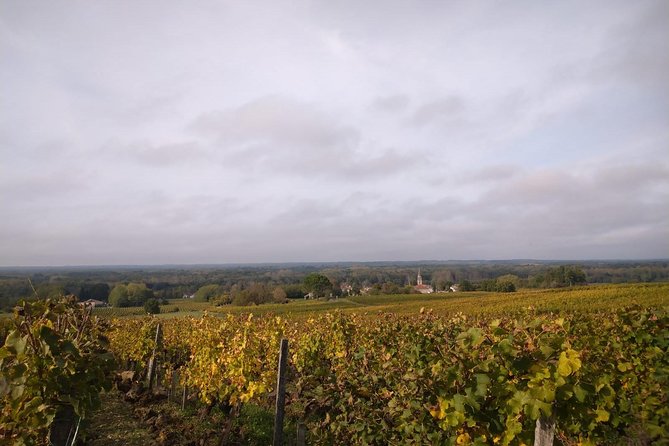 Private tour in the Sauternes wine region - discover Bordeaux sweet Crus Classés - Learning to Taste Sweet Wine Properly