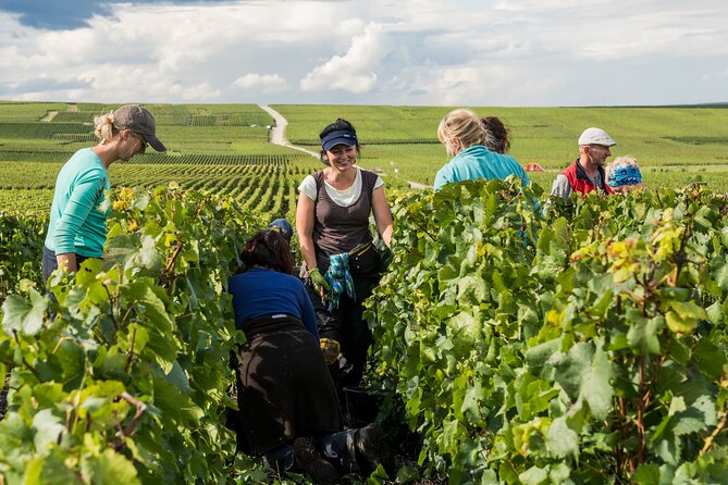 Private tour of the Champagne area, meet local producers and taste their Champagne, start from your hotel in Paris. - Damery: The Family Winemaker Stop That Makes This Tour Feel Personal