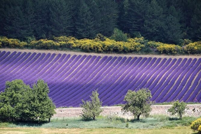 Private Tour Perched Villages of Luberon & (LAVENDER JUNE/JULY) - Fontaine de Vaucluse: where the Sorgue starts and the pace cools down