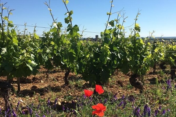 Private Wine Tasting Tour - Burgundy Uncorked!! - Quick hit highlights
