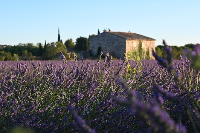 Provençal Morning Farmers Market & Food Discovery Tour - What you learn in the 60-minute market visit