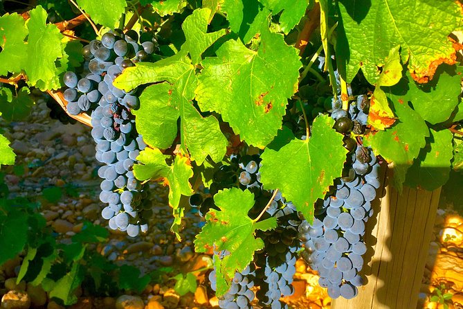 Provence Cru Wine Small-Group Half-Day Tour from Avignon - The tastings: what you’ll learn and how to get more out of each glass