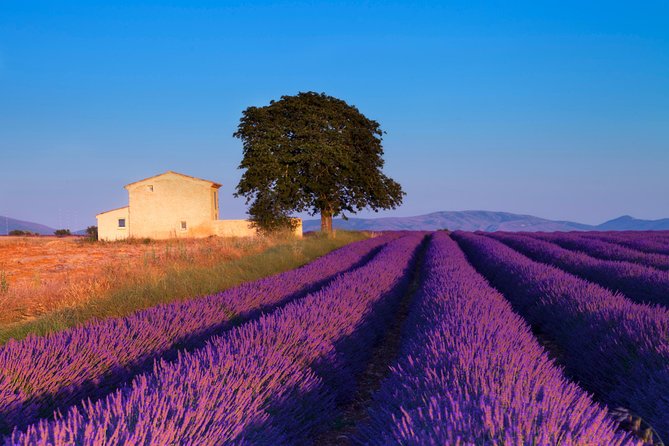 Provence Lavender Fields Tour from Aix-en-Provence - Valensole Plateau: the field time and photo moments that sell the tour
