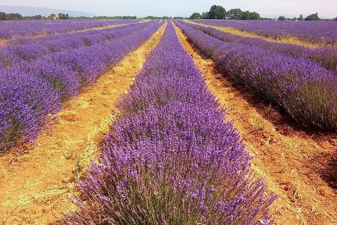 Provence Lavender Full Day Tour from Avignon - Gordes: the white-stone hilltop moment