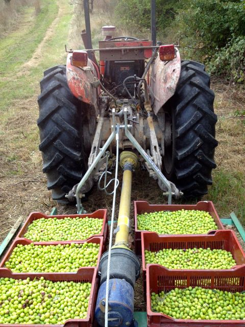 Provence Olive Harvest - What Johann explains about olive trees