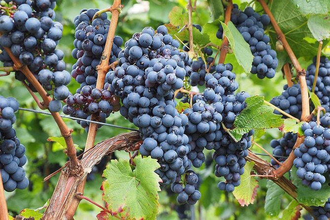 Provence Organic Wine Tasting Half Day Tour from Nice - The Saint-Jeannet cellar stop: organic tasting with a real host