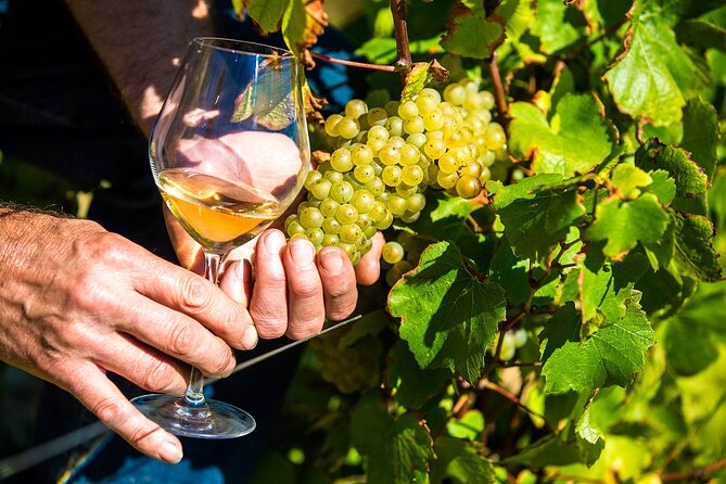 Provence Organic Wine Tasting Half Day Tour from Nice - Price and value: what $72.01 really buys