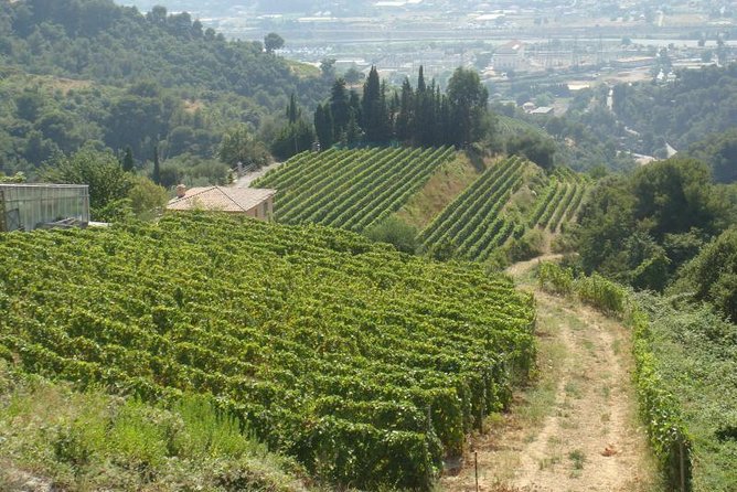 Provence Sea & Countryside Full-Day Private Tour - What the private format changes