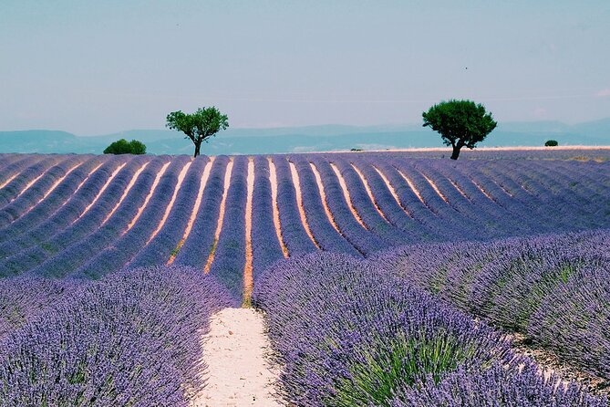 Provence, Vineyards and Lavender Fields Private Day Trip - A long Provence day from Nice