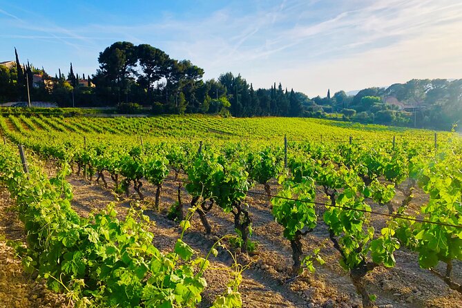 Provence, Vineyards and Lavender Fields Private Day Trip - Who should book this day trip?