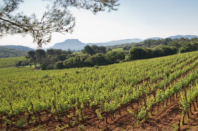 Provence Wine Tour - Private Day Tour from Nice - The wine tasting lineup: about 15 wines, with reds, whites, and rosé