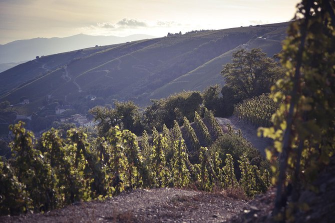 Rhône Valley Wine Tasting Private Day Tour from Lyon - Key things I’d prioritize on this Rhône private tour