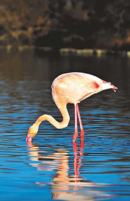 Safari 4x4 in Camargue / VIP Tour 3h30 / Grau du Roi - Pickup, timing, and what “VIP” means in real life