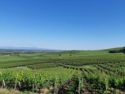 Safari Wine Villages & Wine tasting - Kientzheim, a quieter first look at the Wine Route