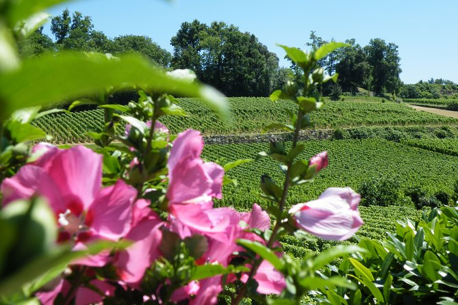 Saint Emilion Wine Tour Tasting Half Day from Bordeaux - Stop Two: Family-Run Estate With Organic-leaning Options (on some days)