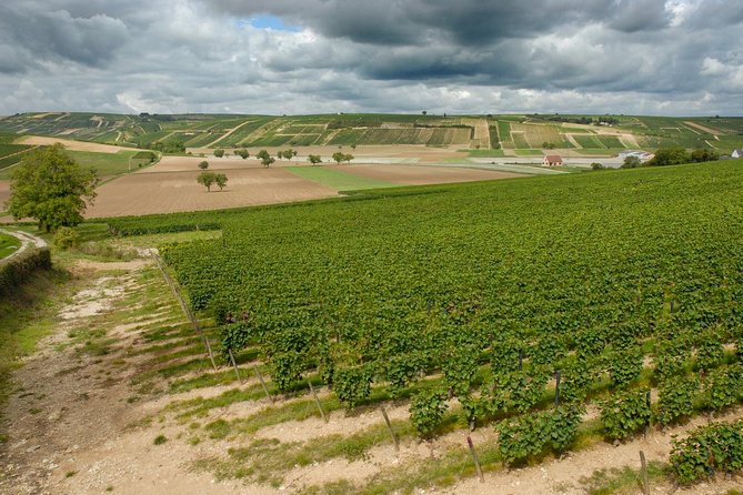 Sancerre & Pouilly-Fumé Wine Tour Goats' cheese tasting - Chavignol and the Henri Bourgeois family