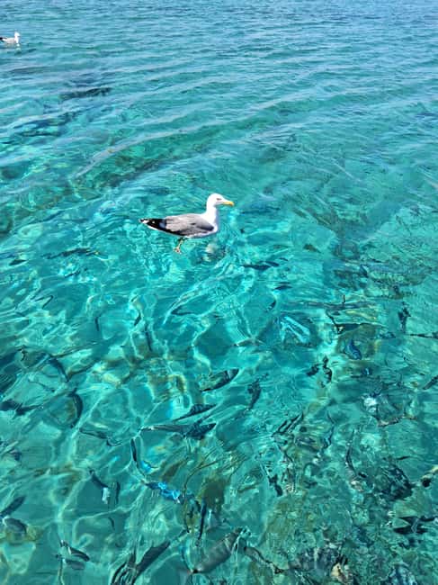 Santa-Giulia: Half-day trip to the Lavezzi Islands - Price and value: what $76 covers in a four-hour sea day