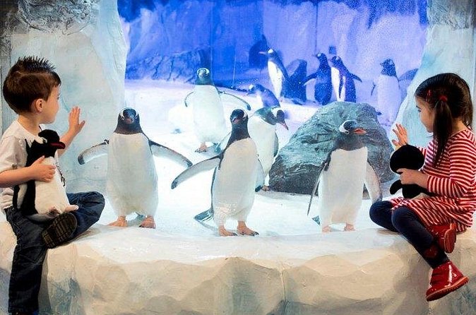SEA LIFE Paris Val d'Europe Aquarium Entry Ticket - Penguins and the Antarctic Experience: fun, but watch the temperature