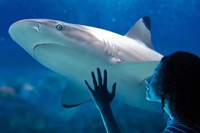 SEA LIFE Paris Val d'Europe Aquarium Entry Ticket - The Central Tank: the quickest path to the wow factor