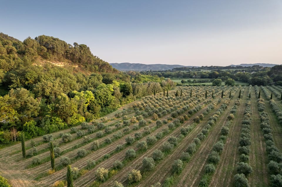 Self tour of the olive oil mill & olive oil tasting - Price and value: what 5€ buys you in Provence