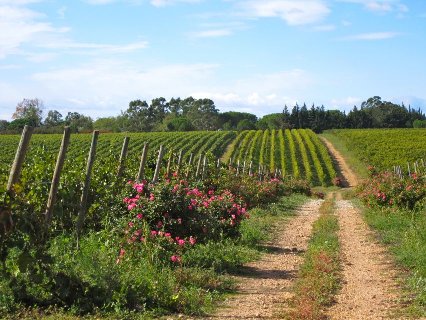 Sète: Half–Day Wine Tour - What you are paying for at $613