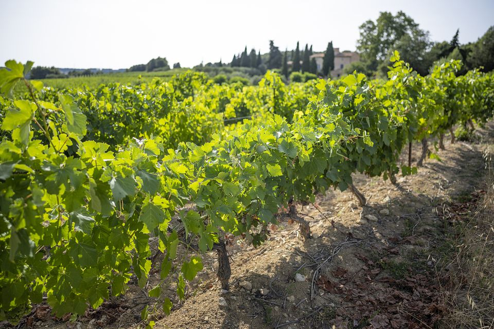 Sète: Half–Day Wine Tour - Guides can shape the day