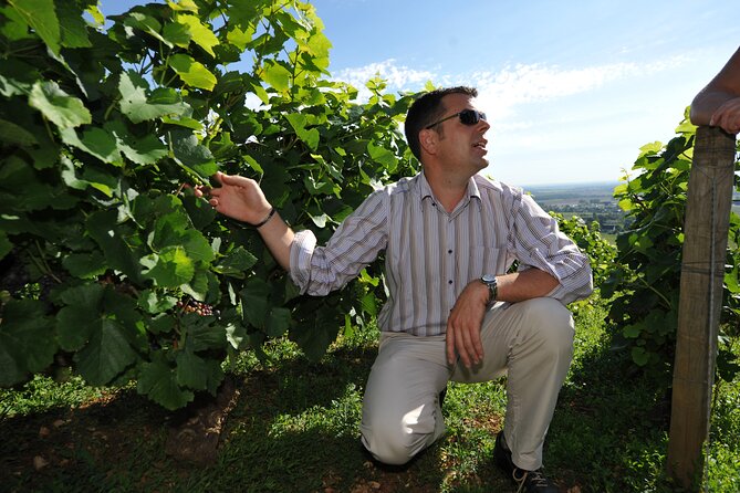 Small group Burgundy tour of Beaune with Wine Tasting from Dijon - The Route des Grands Crus: vineyard names you can actually place