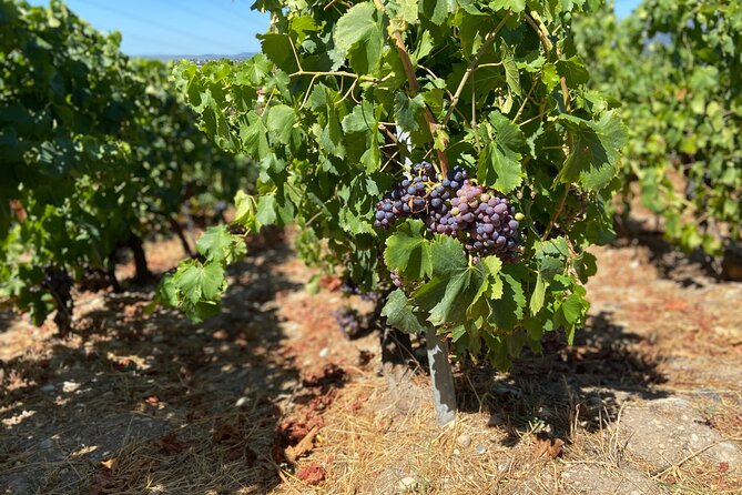 Small Group Guided E-bike Tour in Nice's Organic Vineyard - Collet Bovis and Mr. Spizzo: the winery visit that makes it feel authentic