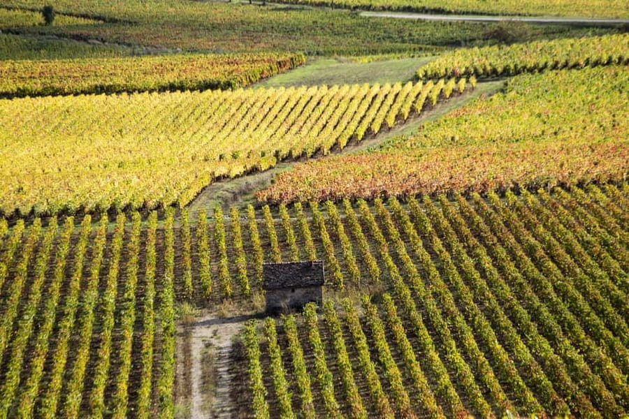 Small group tour Morning in Côte de Beaune - Meursault and Montrachet, two major names