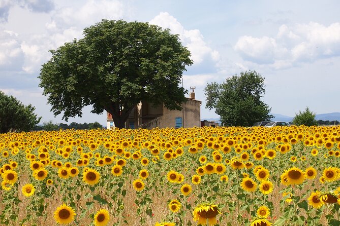 Sunset Lavender Tour from Aix-en-Provence - What the Guide Adds: More Than Just Driving to Fields