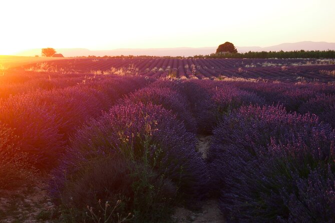 Sunset Lavender Tour from Aix-en-Provence - Plateau de Valensole: Two Hours of Best-Light Lavender Photos