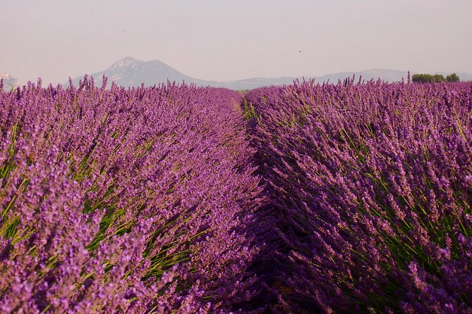 Sunset Lavender Tour in Valensole with pickup from Marseille - Marseille Pickup and a Small-Group Ride You Can Hear