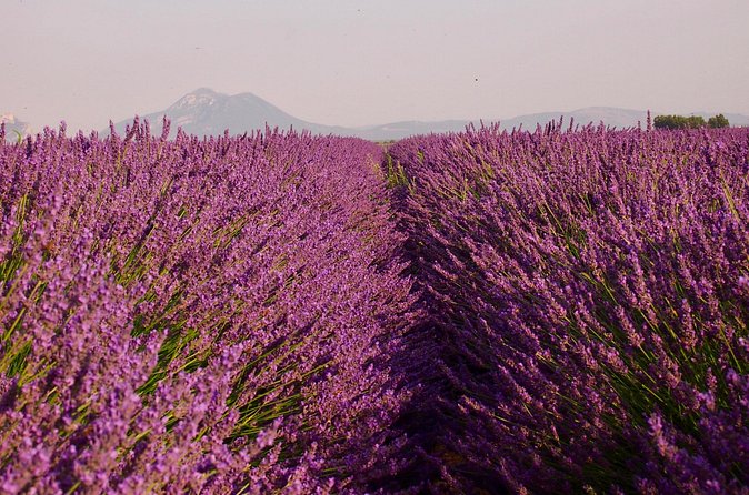 Sunset Lavender Tour in Valensole with pickup from Marseille - Should You Book the Sunset Lavender Tour From Marseille?