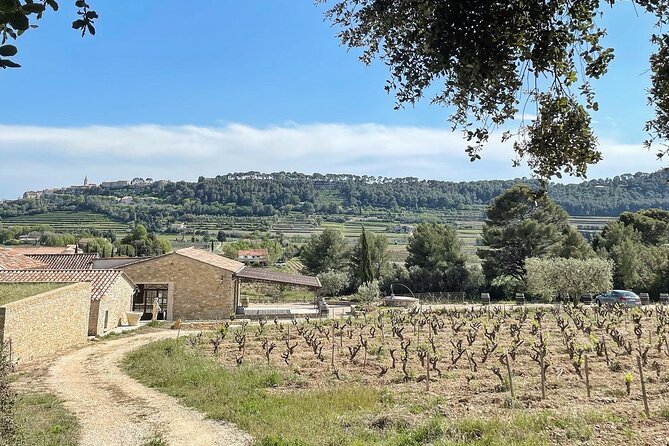Tasting Bandol Wines & Visit of Cellar (in English) - Who this Bandol wine tour is best for