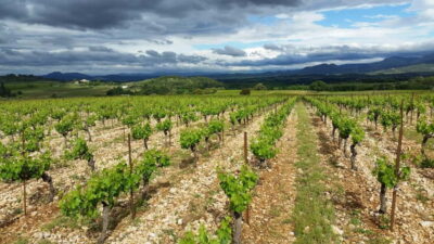 Tasting tour : The secrets of the vineyard Chateau Capion - The 30-minute cellar tour, from making wine to ageing it