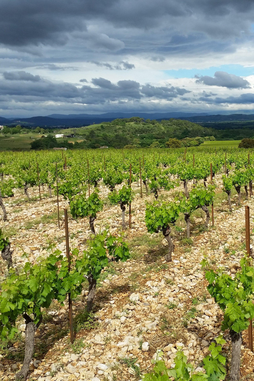 Tasting tour : The secrets of the vineyard Chateau Capion - What the mixed score tells you