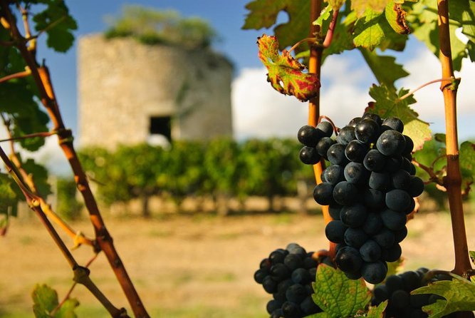 The Médoc in a sidecar, magic! - Key points to know before booking