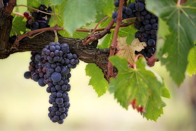 The Original Syrah Wine Tour (9:00 am - 1:30 pm) - Small Group Tours from Lyon - Key points at a glance