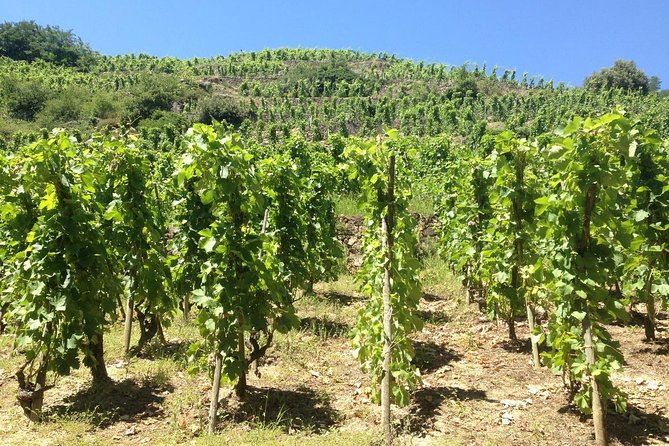The Original Syrah Wine Tour (9:00 am - 1:30 pm) - Small Group Tours from Lyon - What the tasting program means for you